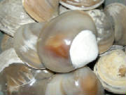 shellfossils1.jpg