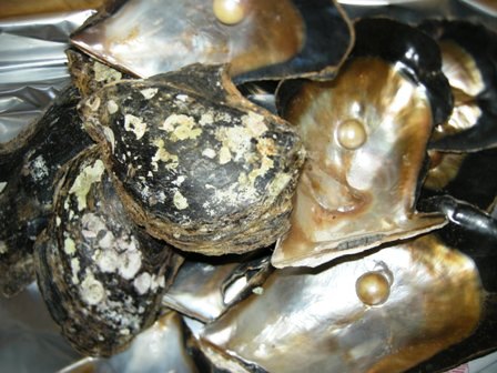 pearlsbrownlipoysternatural.jpg
