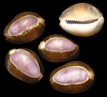 purpletopcowrie.jpg